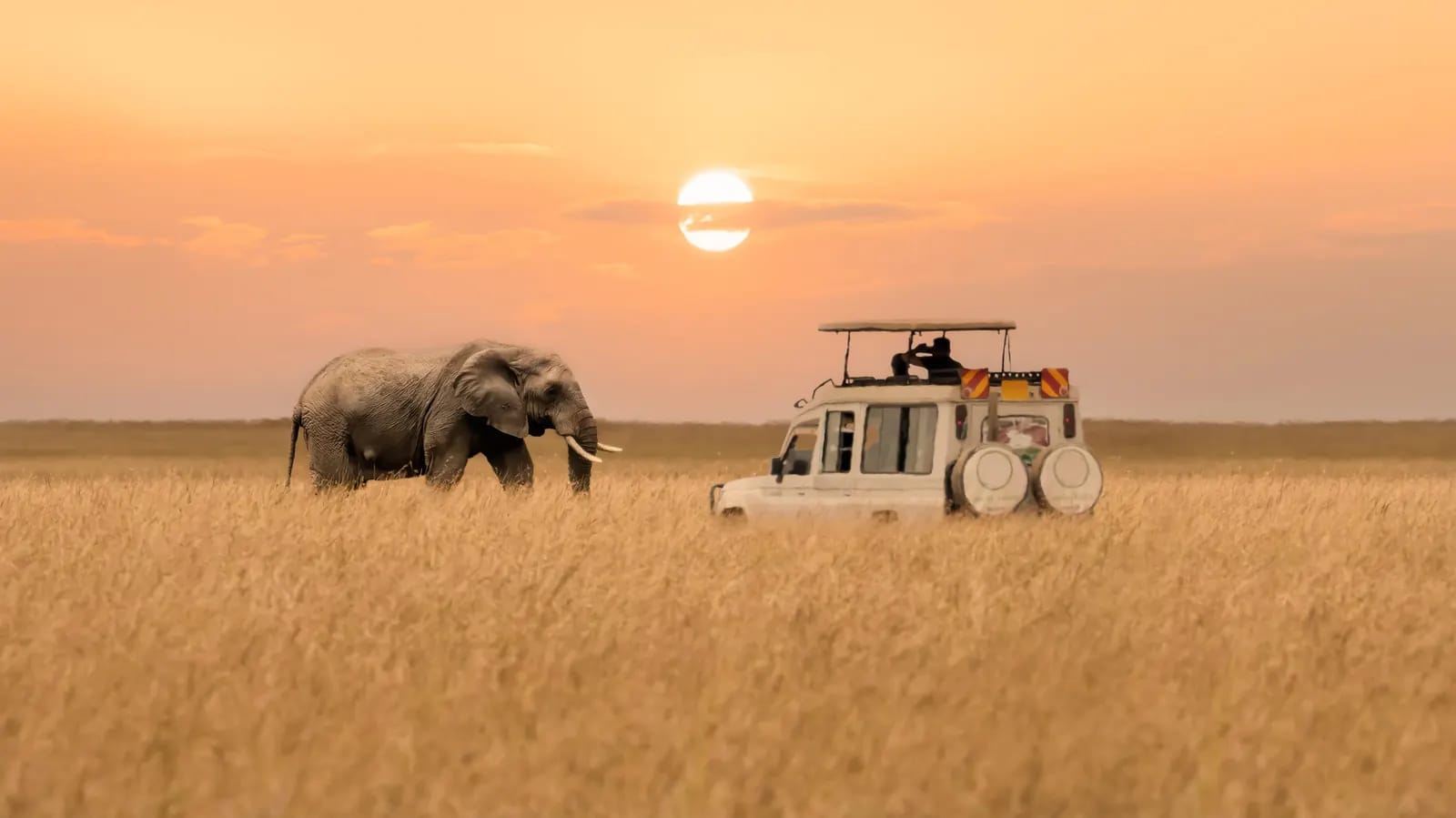 Kenya Safari Tours – From Savannahs to Stunning Beaches