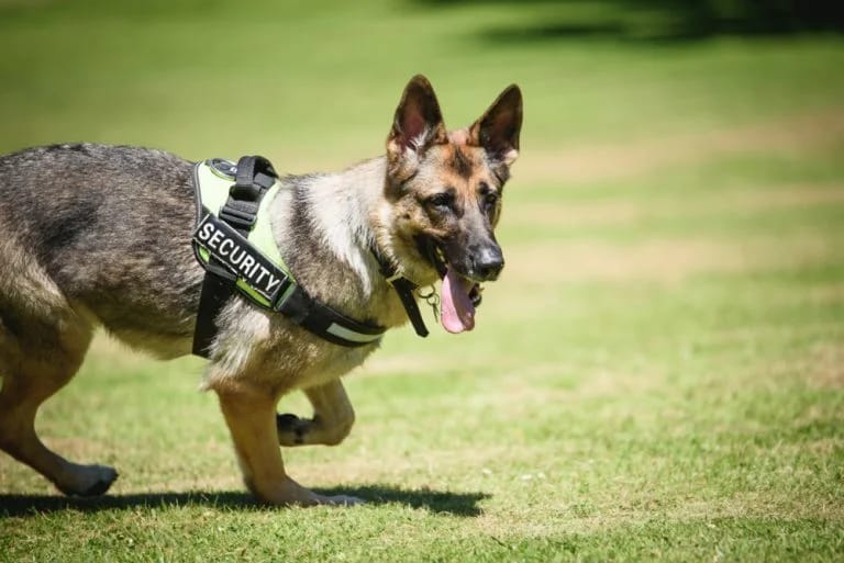 Security Dog Services Leicester: Combining Canine Skill and Expertise