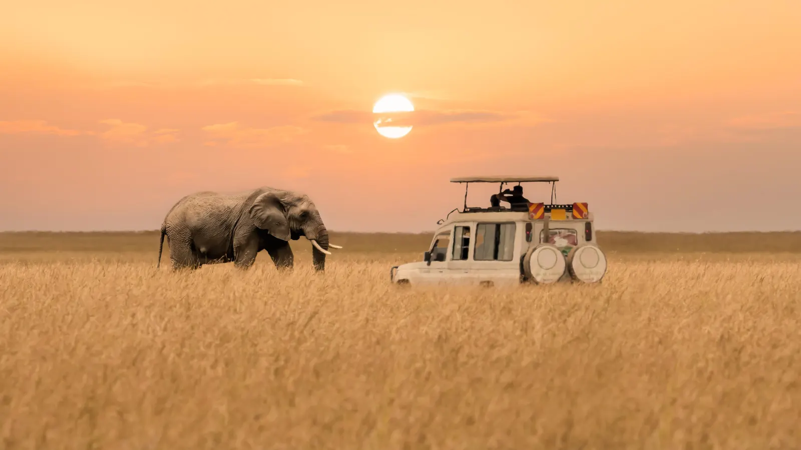 Kenya Safari Tours – From Savannahs to Stunning Beaches